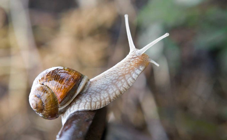 Slimy Snail