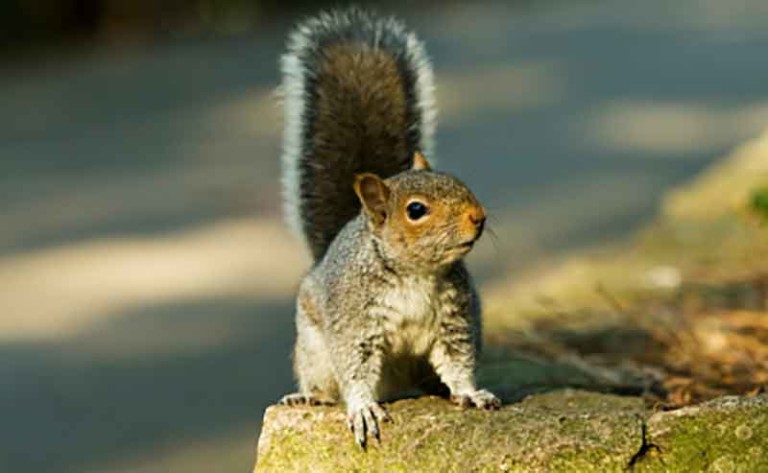 Squirrel